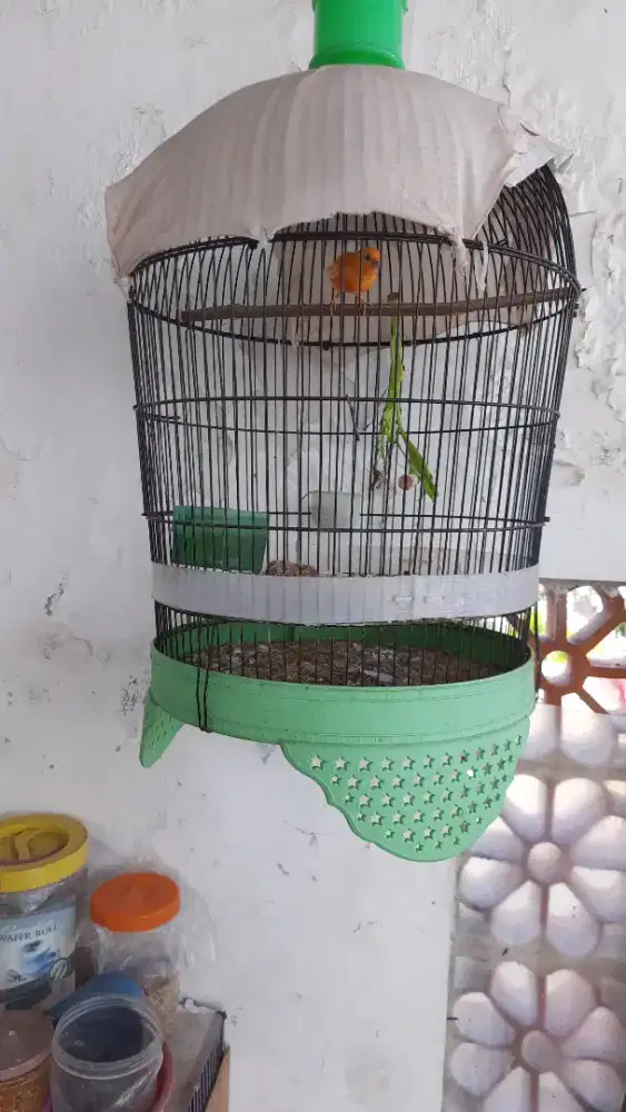 Jual kenari merlok jantan.