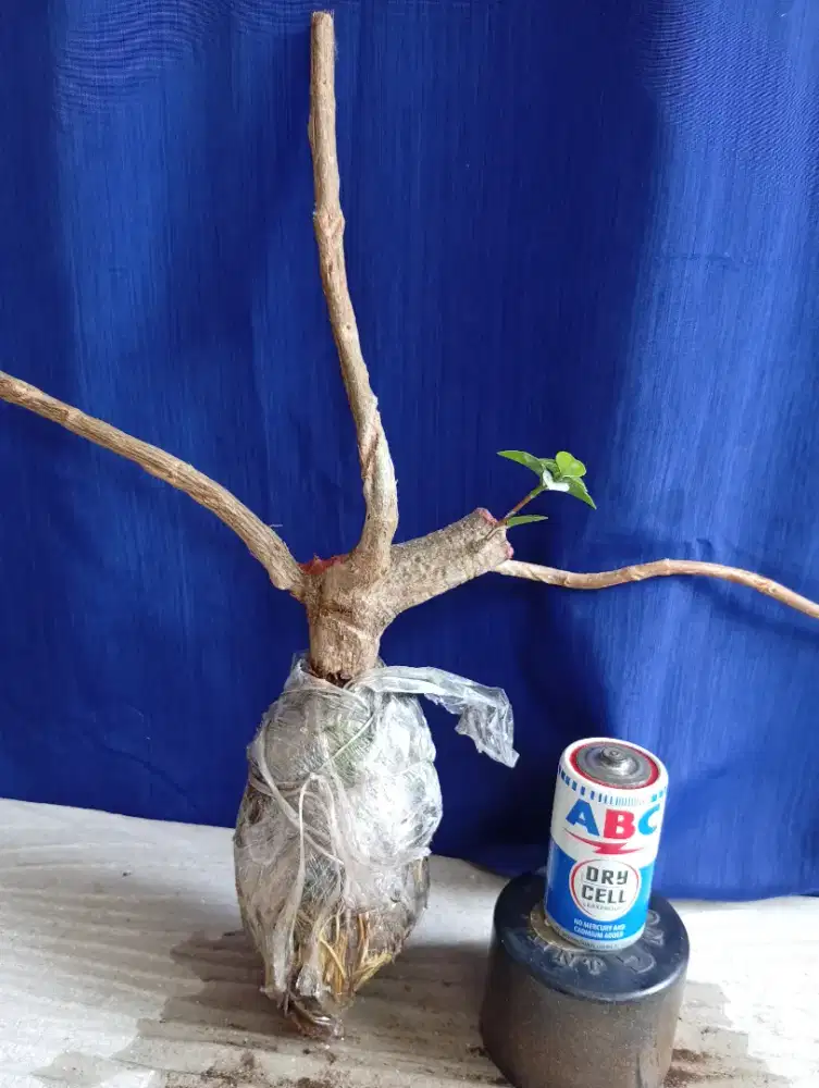 Bahan bonsai - cangkokan sancang gede