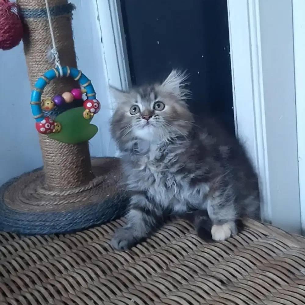 Kucing Persia Medium Betina 2