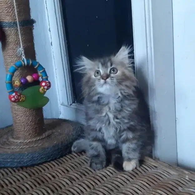 Anakan Persia Medium Betina 2