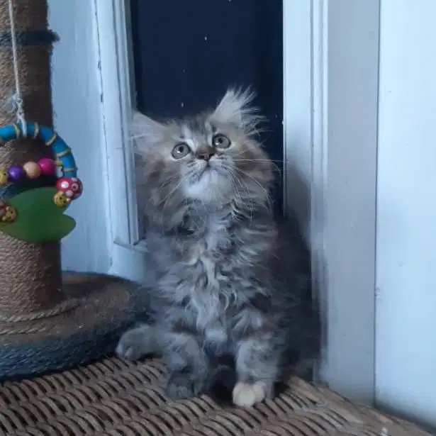 Kitten Persia Medium Betina 2