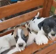 5 ekor anabul anjing jantan pitkam pitbull kampung 2 bln lucu jinak ok