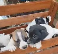 5 ekor anabul anakan anjing jantan 2 bln pitkam pitbull kampung manteb