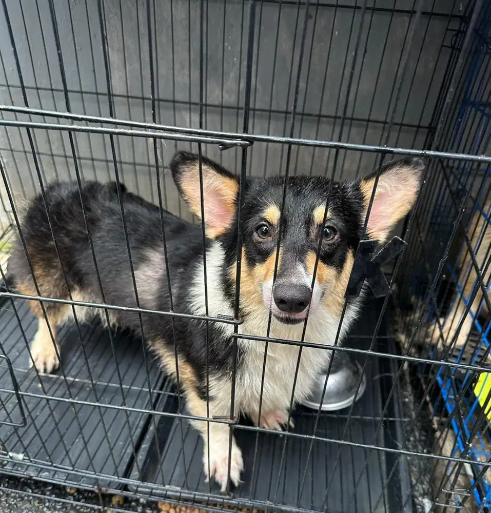 Jual corgi dewasa stambum