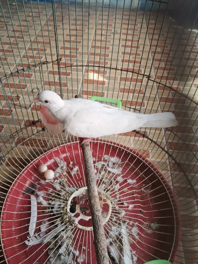 Puter putih lokal betina indukan produksi