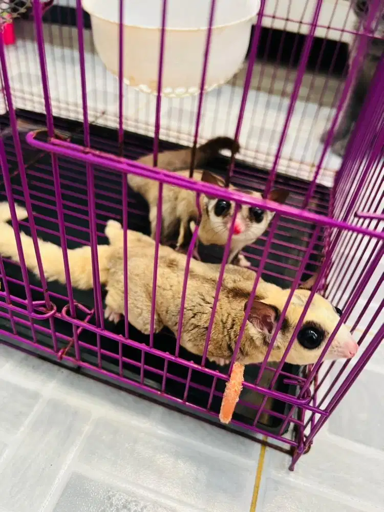 Lepas Adopt Sugar Glider 2 ekor plus kandang