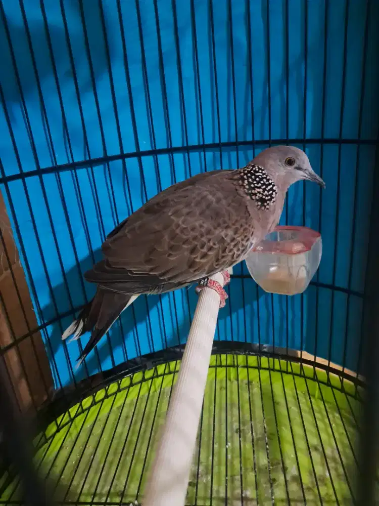 Tekukur kuk 5 sandung 6 jantan garansi video ada ke WA