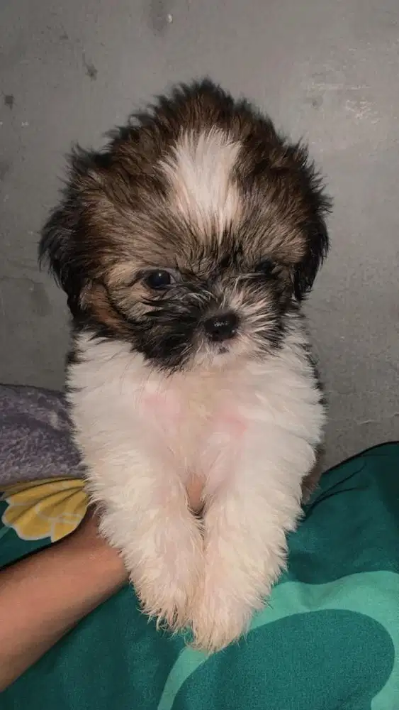 Shitzu 2bulan Jantan