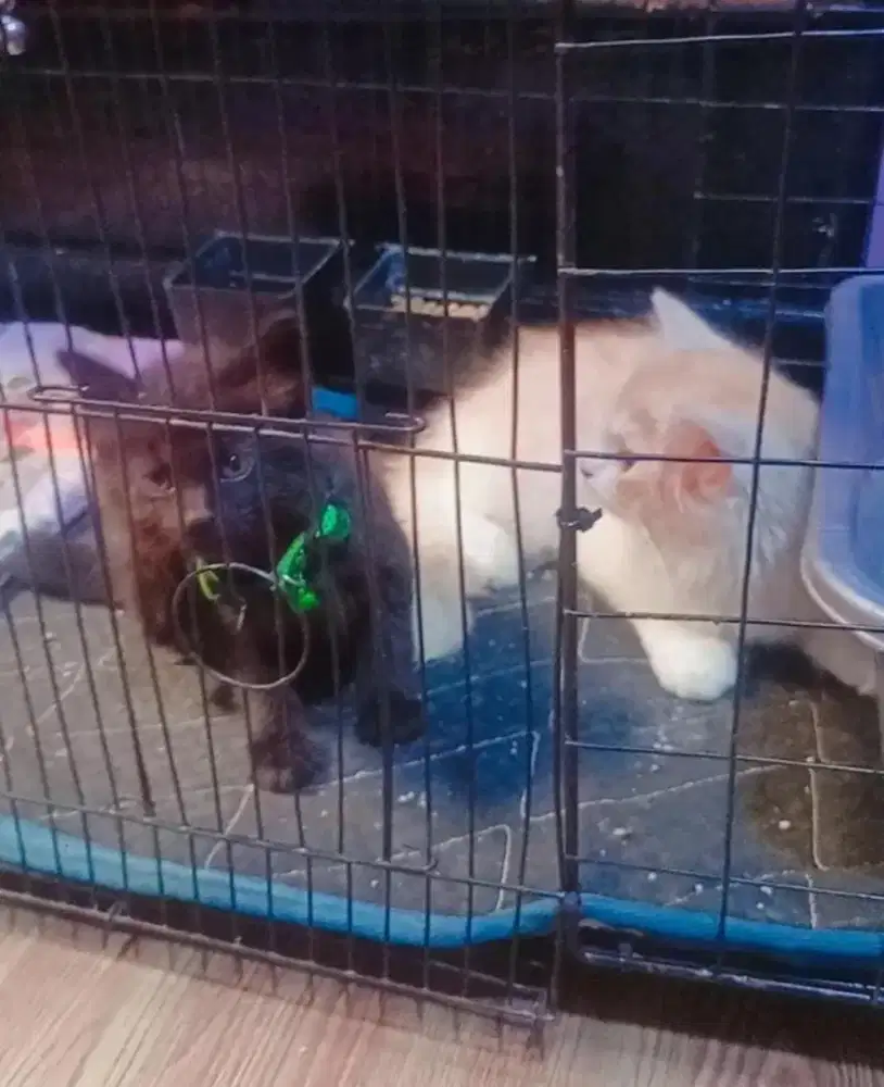 Edisi pindahan lepas adopt anakan himalaya persia umur 4 bln SMA 2 bln