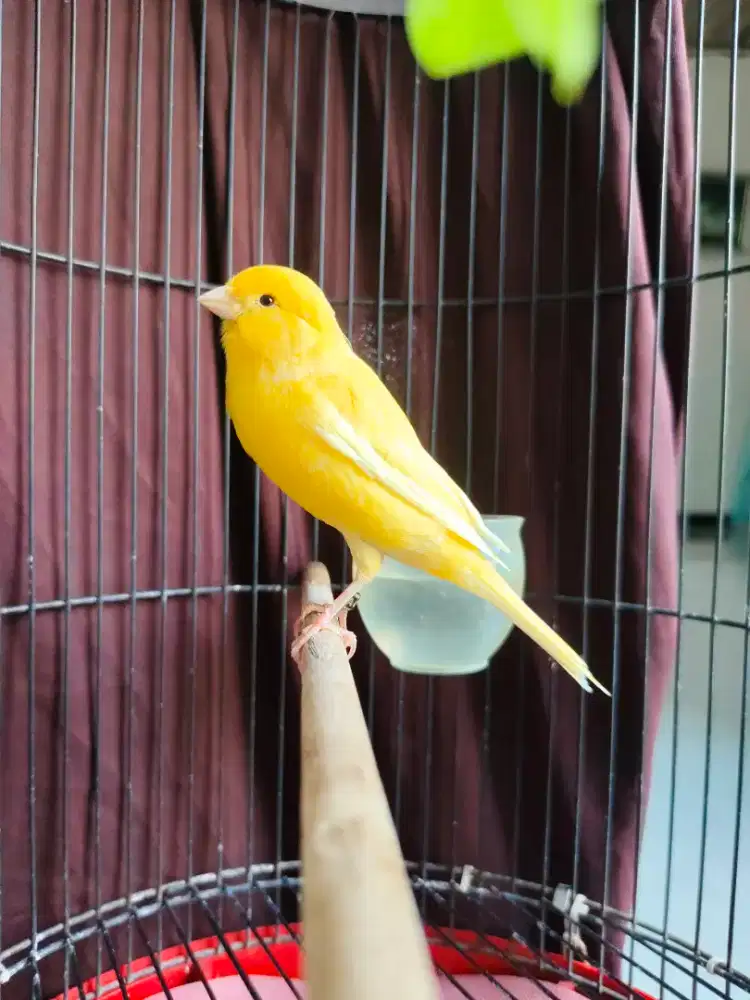 Kenari betina frasmi kuning stabilo