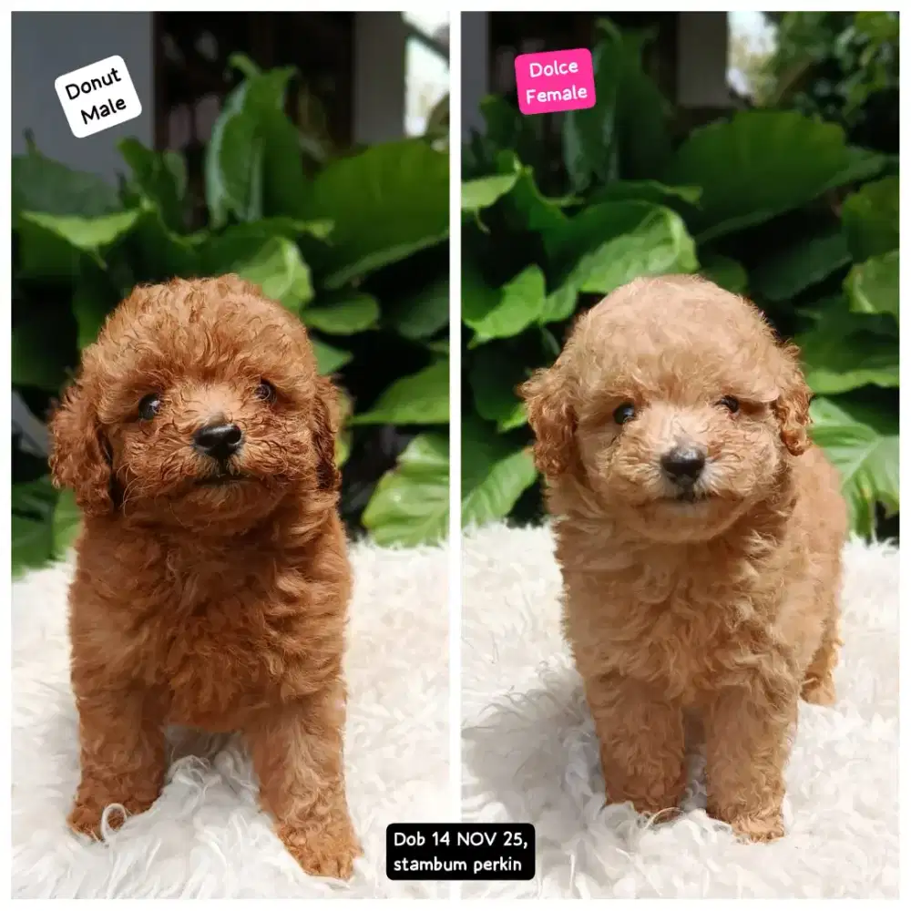 Toy Tiny poodle stambum bum