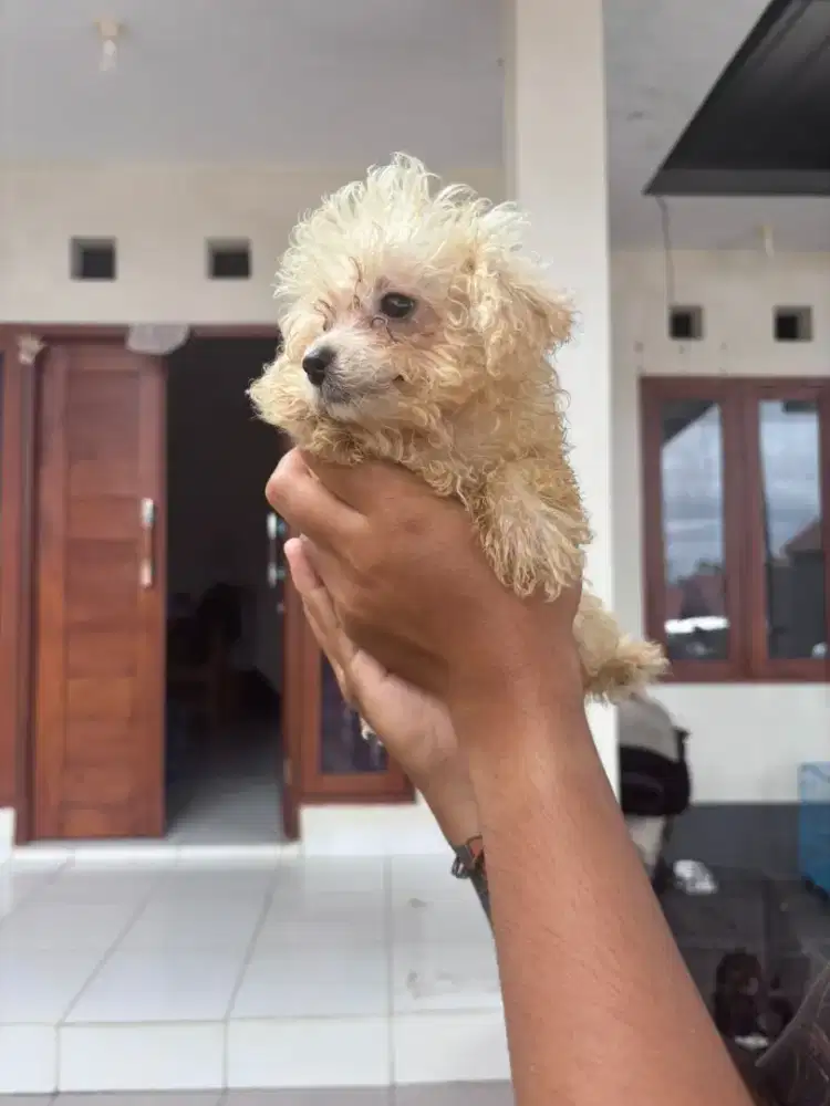 Toy Poodle Pure Breed Vaksin Only