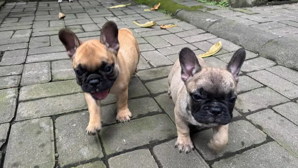 Puppy French Bulldog
