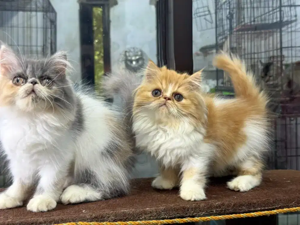 kucing persia peaknose jantan dan betina 3 bulan