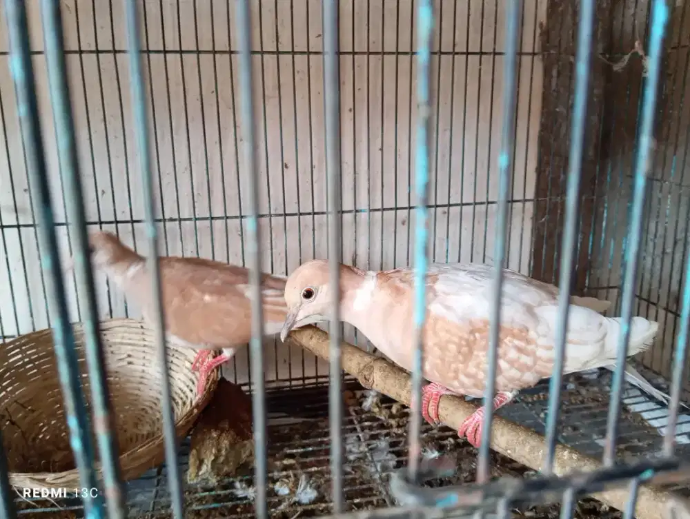 Burung puter batik sepasang