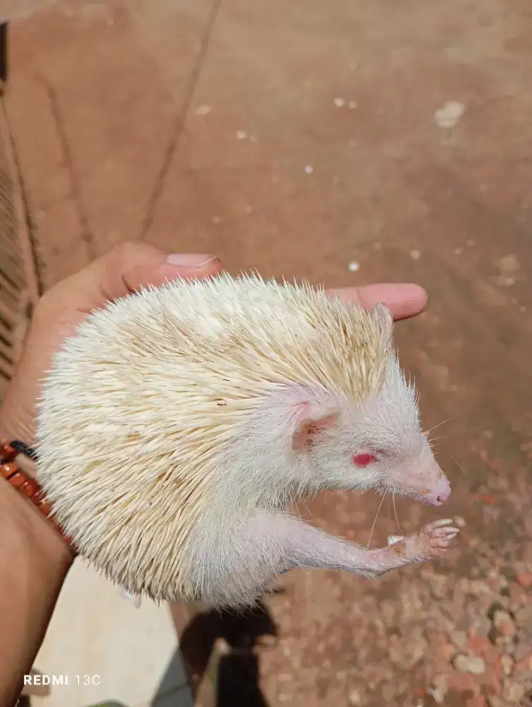 Landak mini albino betina