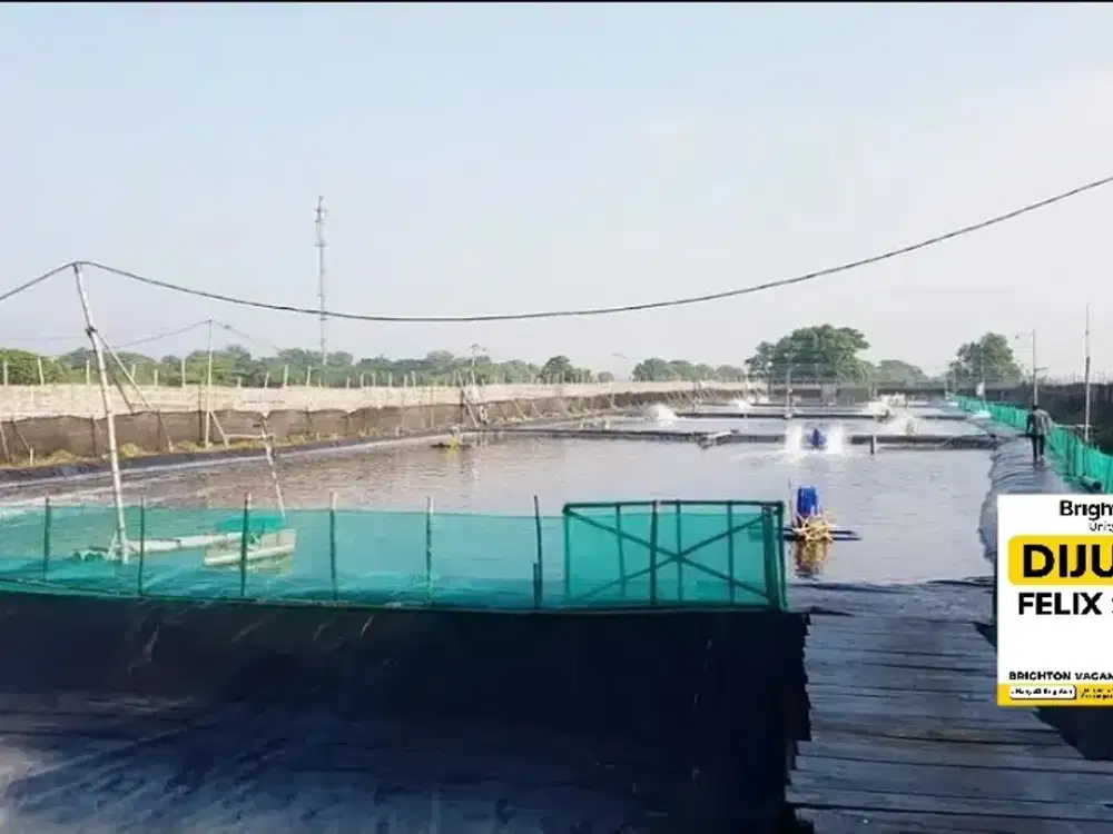 jual Tambak Udang di Jabon