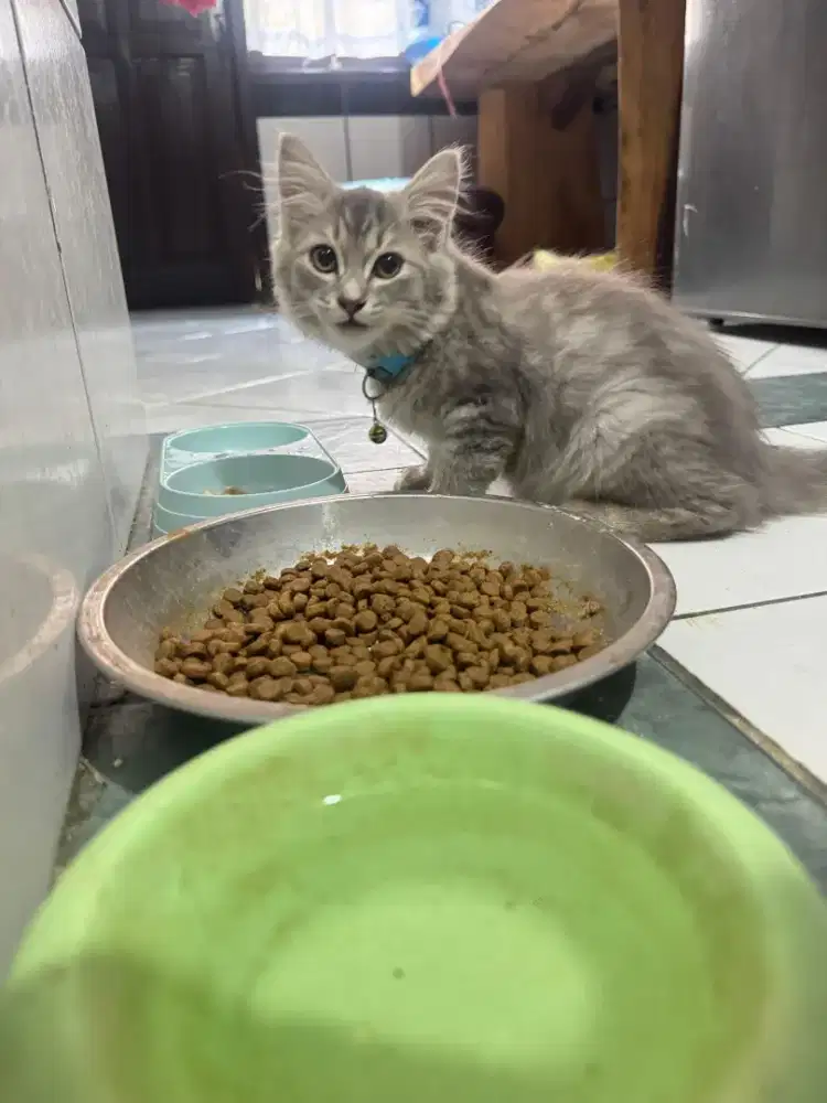 Kucing persia jantan