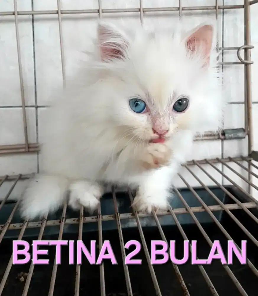 LEPAS ADOPSI KITTEN PERSIAN