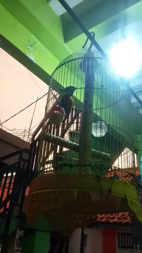 Pelatuk Bawang betina fullset