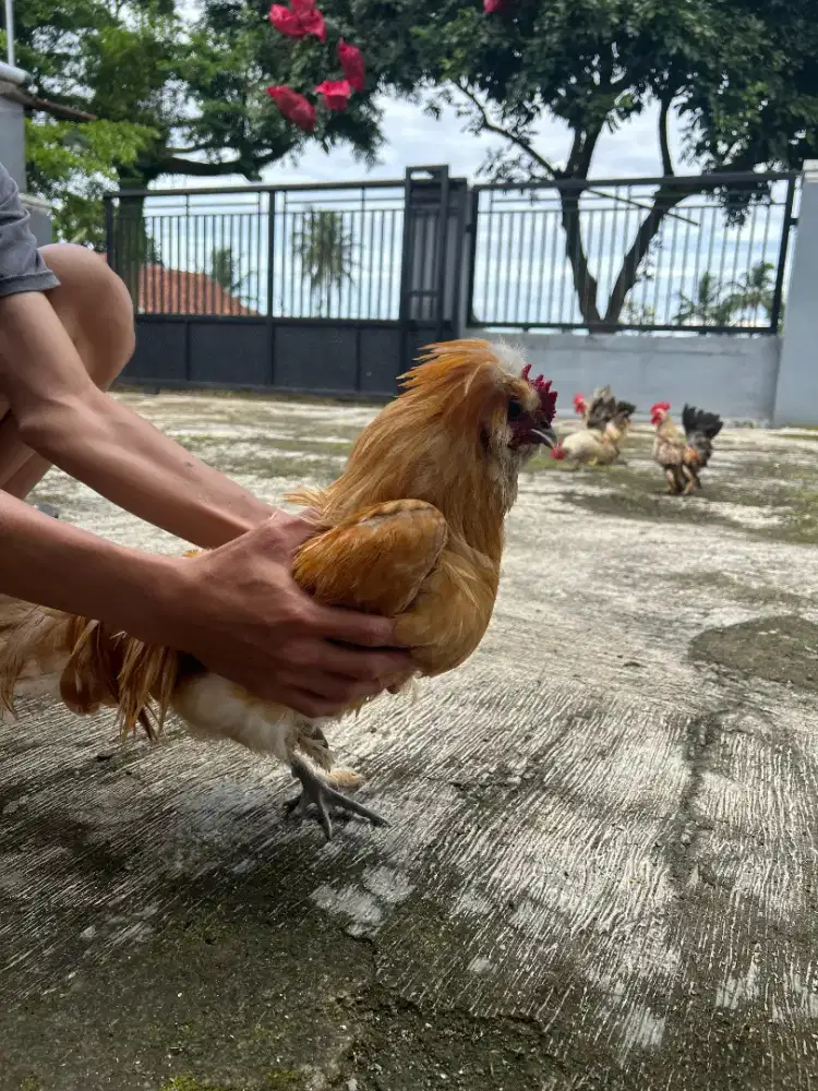 Ayam Hias Houdan Perancis