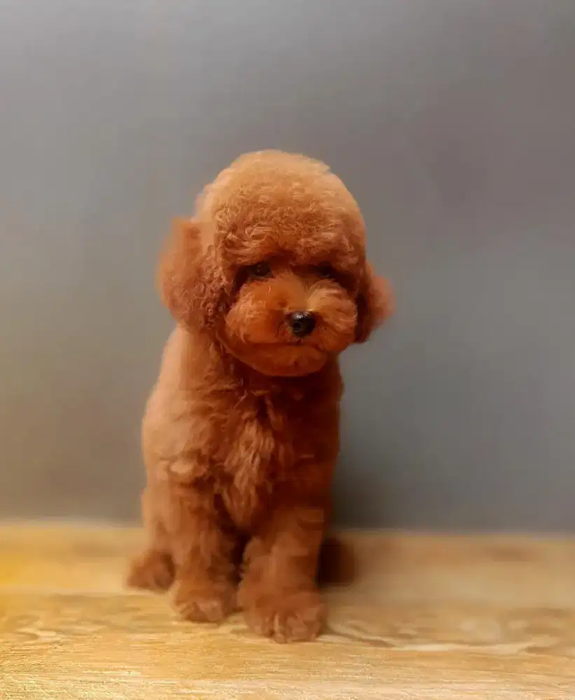 toy poodle jantan
