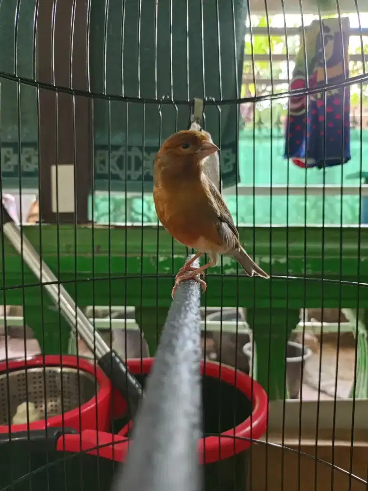 Di juaL kenari rajin