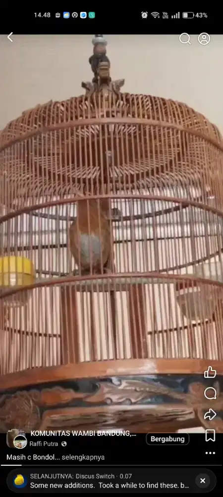 Wambi Muda hutan mapan