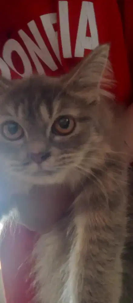 Kucing persia abu kaki pendek 700rb