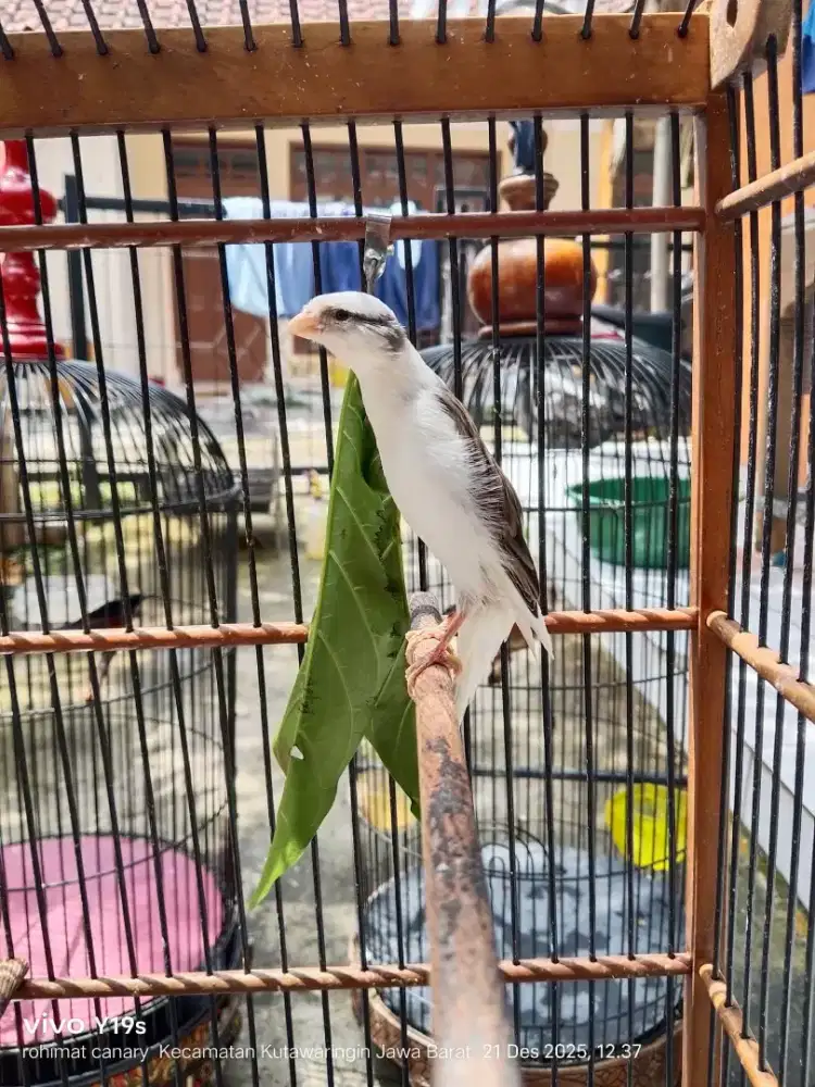 Kenari Scotch Fancy foi