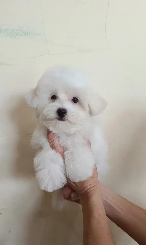Jual Mini Bichon Frise Betina Cucu Import Korea