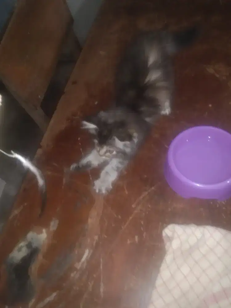 Dijual!!! kucing imut* u baru 3 bln