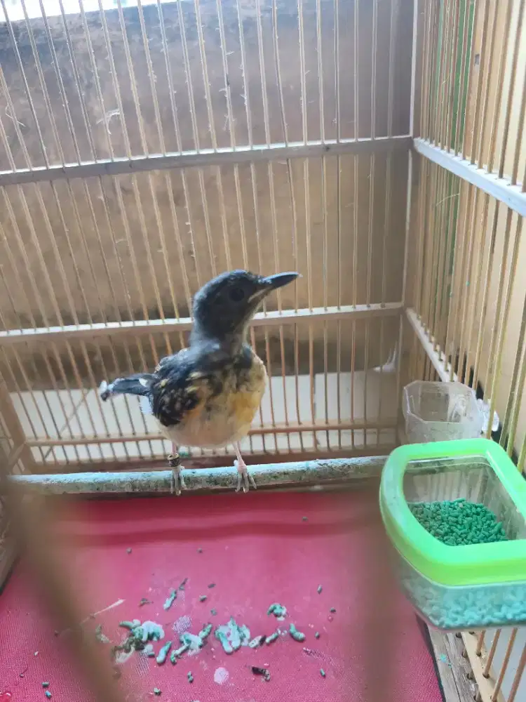 Ready Trotolan Murai Jantan Usia 1bulan