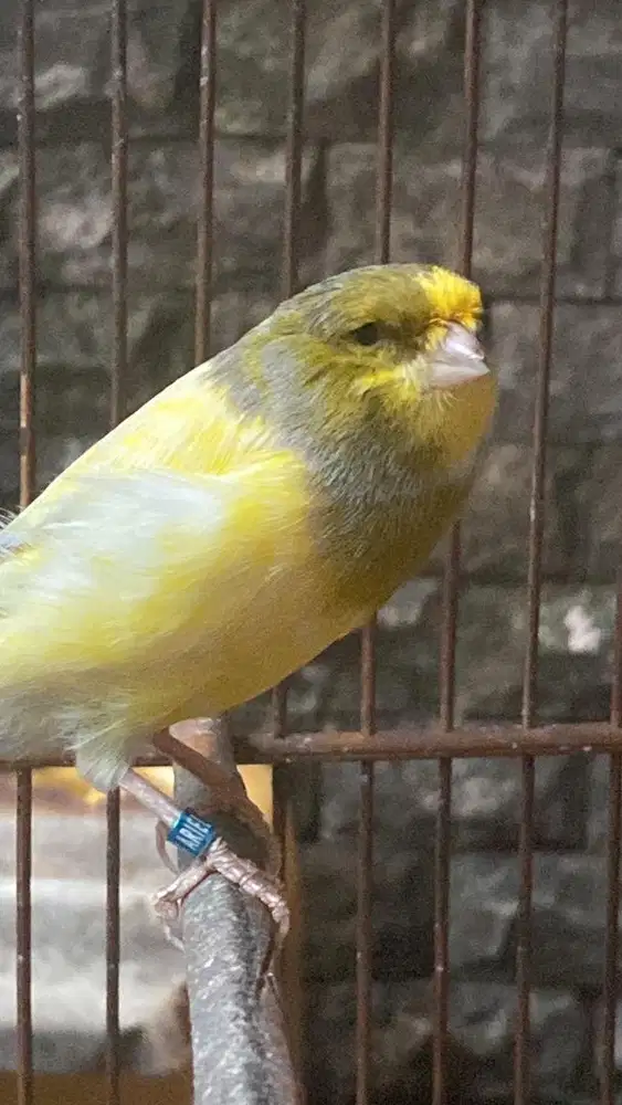 Burung kenari f1ys warna idaman