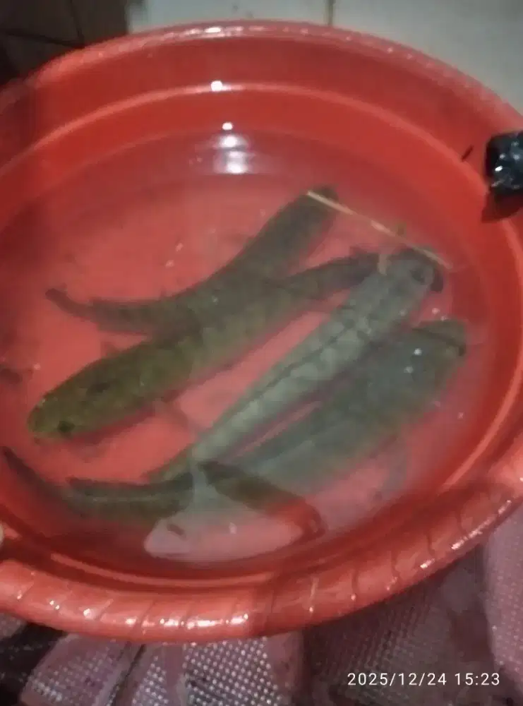 Ikan gabus rawa 3 ekor 35k