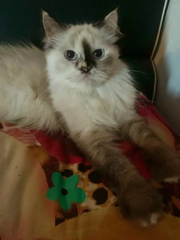 Kucing persia himalaya (proven)