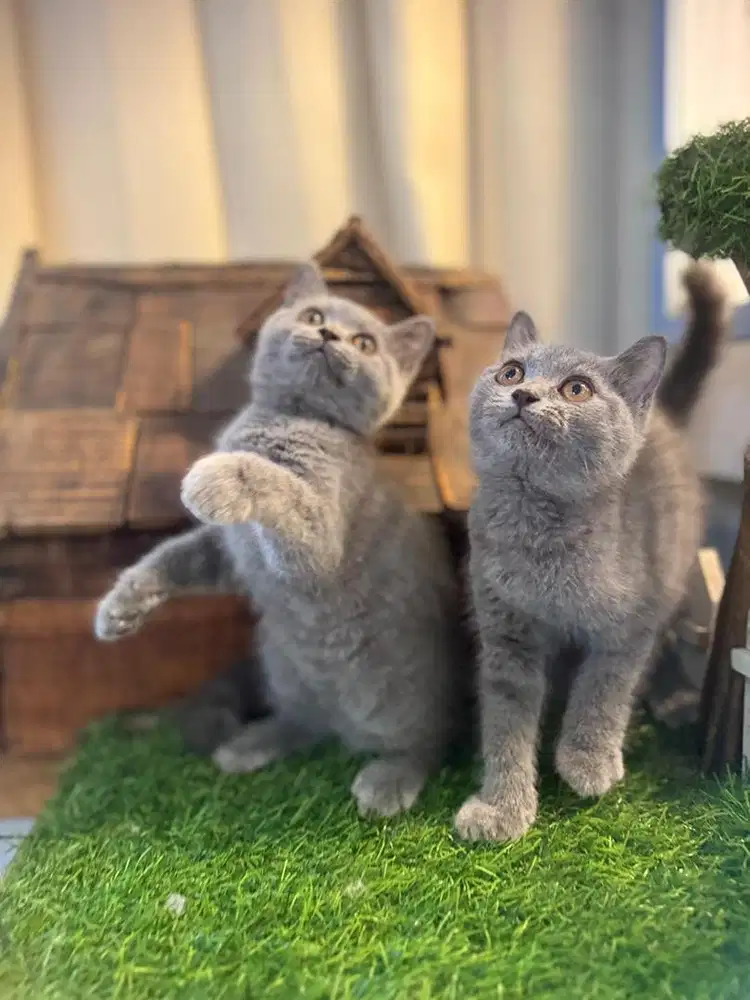 Kucing Persia & British