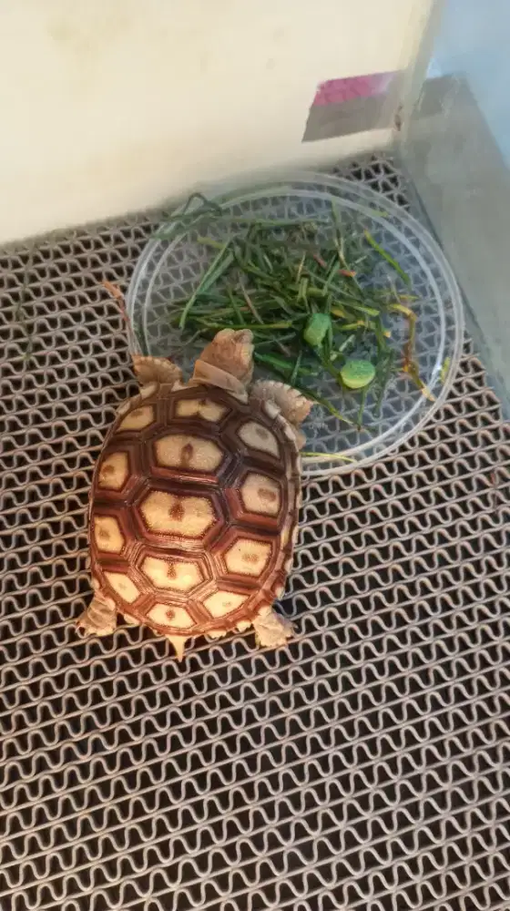 Sulcata 6 cm Bagus Murahhh