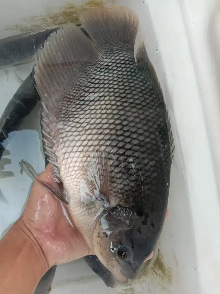 gurame konsumsi masih hidup