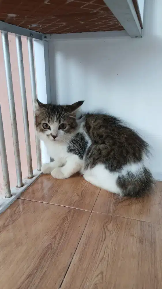 Kucing mix Persia Anggora