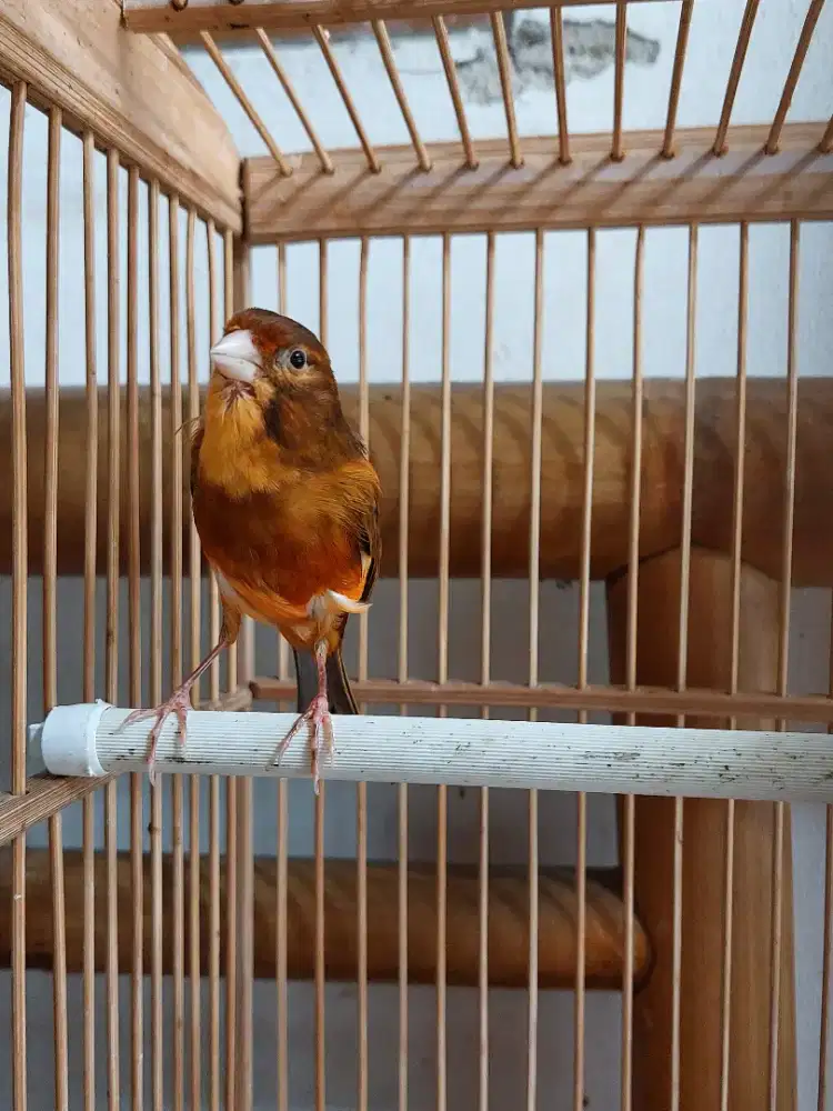 Kenari bon red super