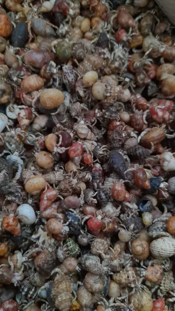 Size Campur Kelomang 1 ons