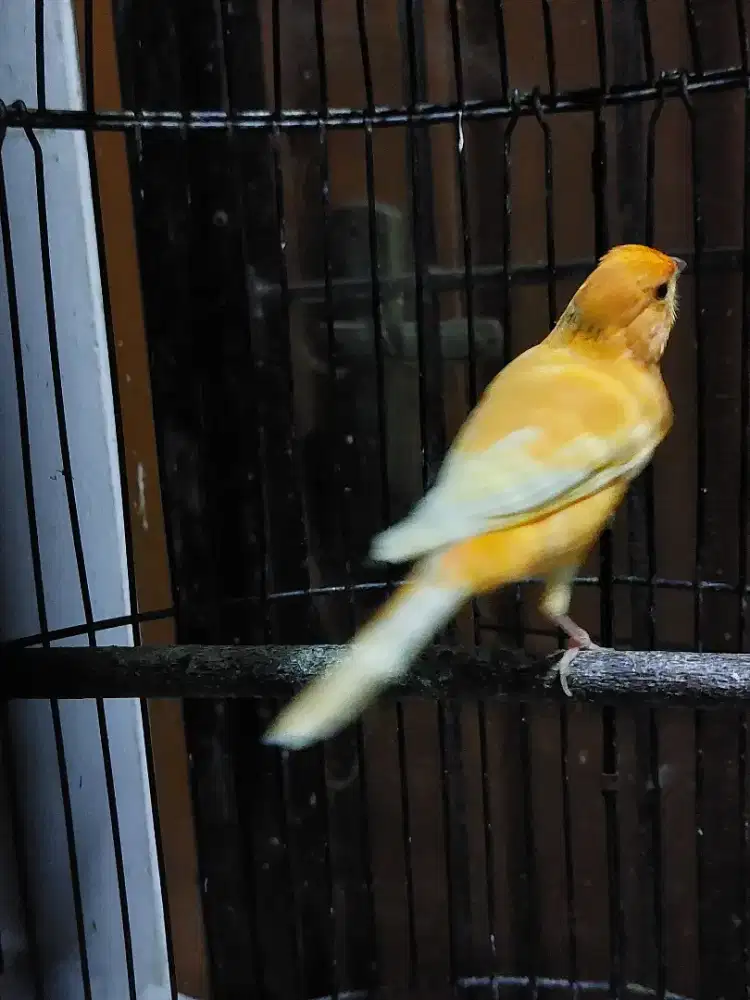 Kenari merlok jantan