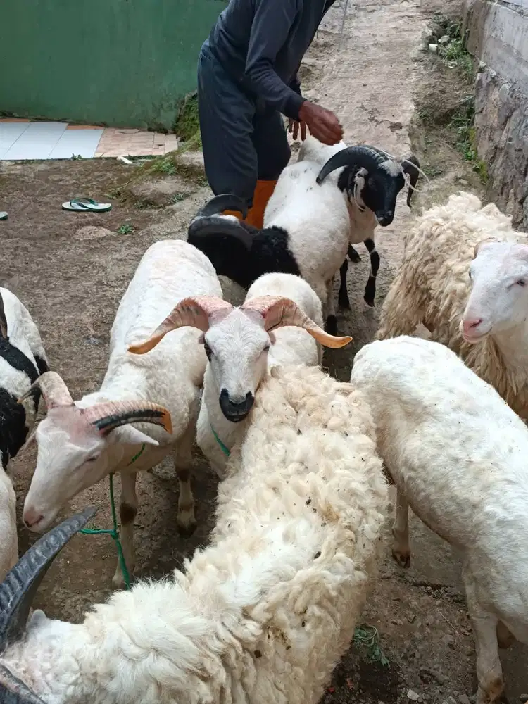 domba jantan 30kiloan siap potong nazar akikahan sedekahan pesta party