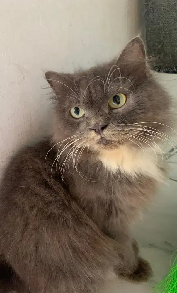 Kucing persia medium (proven)