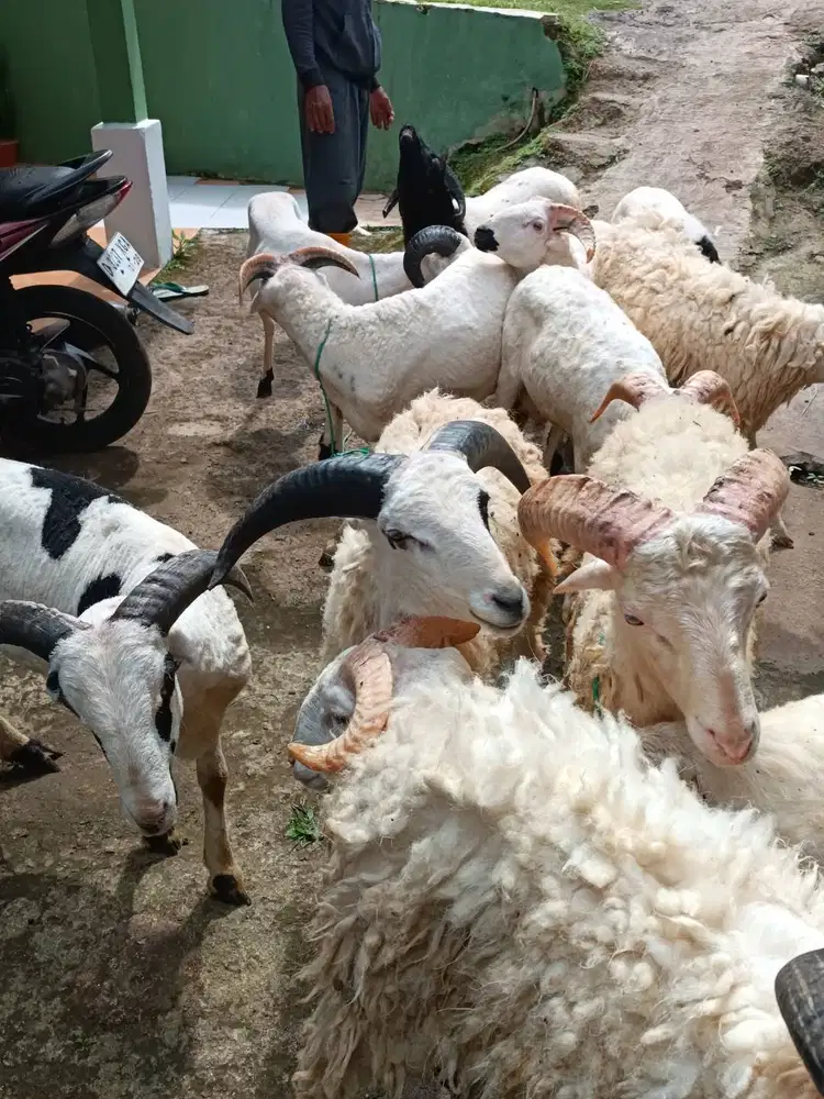 domba jantan 30kiloan siap potong nazar hajatan sedekahn syukuran puas