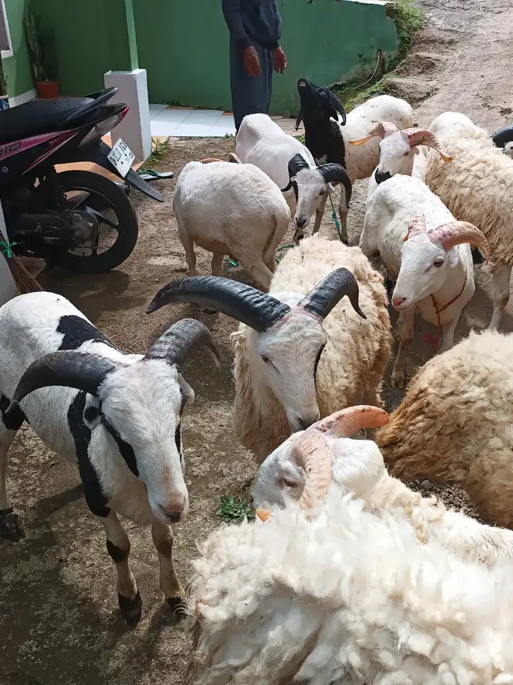 domba jantan 30kiloan siap potong nazar hajatan sedekahn syukuran puas