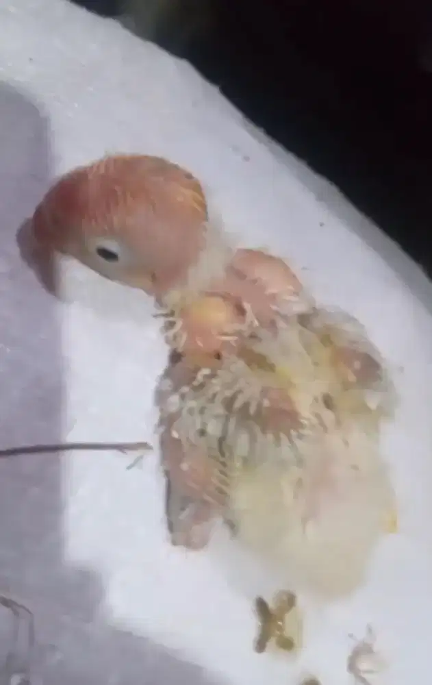 LOVEBIRD LOLOHAN WARNA PASKUN