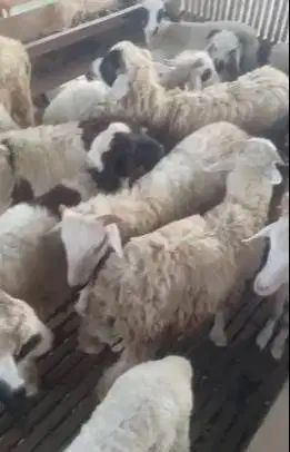 domba jantan 30kiloan siap potong nazar sedekahan syukuran pesta party