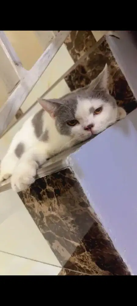 Kucing BSH bicolour ( British Short hair )